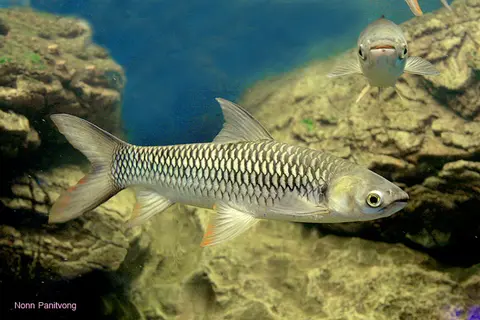 Leptobarbus rubripinna