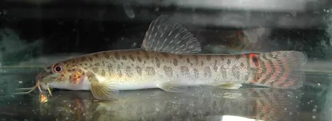 Acanthocobitis sinuata
