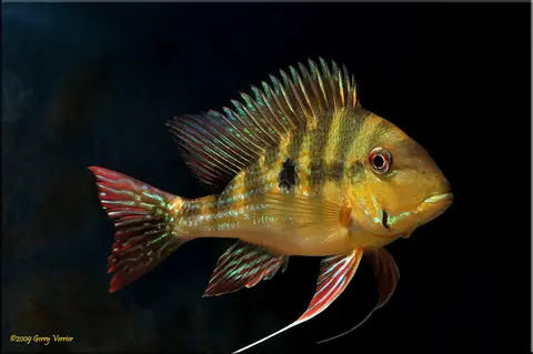 Geophagus dicrozoster
