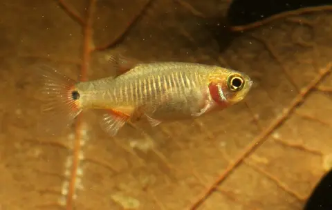 Danio erythromicron