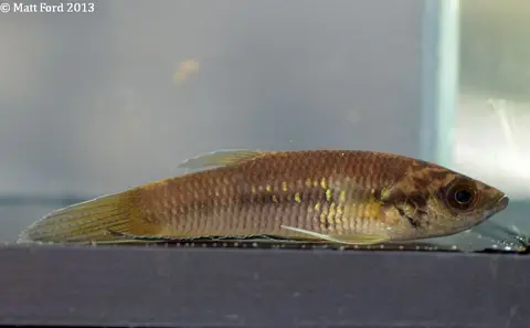 Betta pi