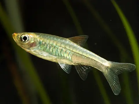 Rasbora vulcanus