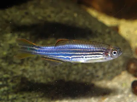 Danio kyathit