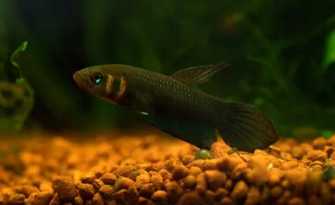 Betta mandor
