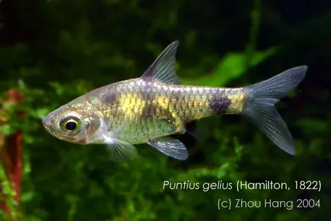 Pethia aurea