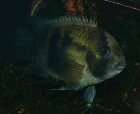 Cleithracara maronii