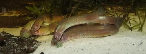 椭圆潘鳅