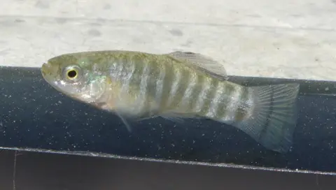 Anatolichthys transgrediens