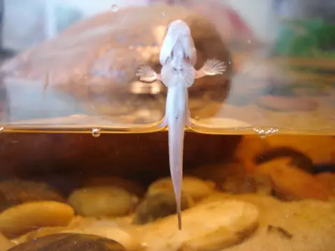 九刺弹涂鱼