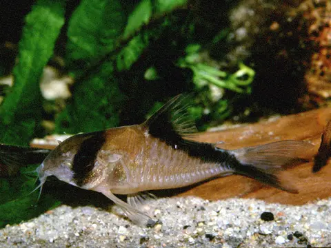 Hoplisoma davidsandsi