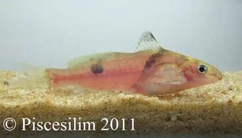 Batasio fluviatilis