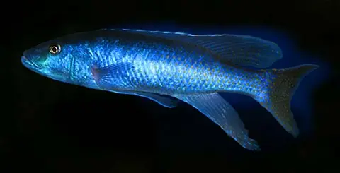 Champsochromis caeruleus