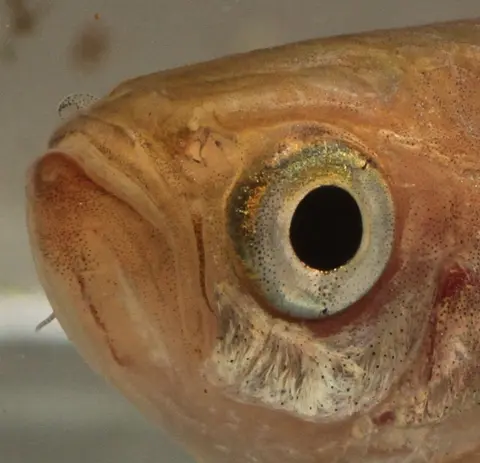 Devario acrostomus