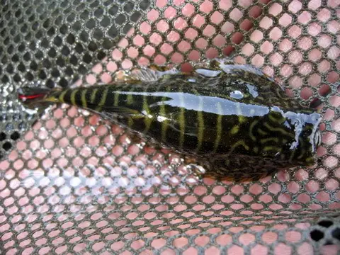 Gastromyzon sp. 'SK02'