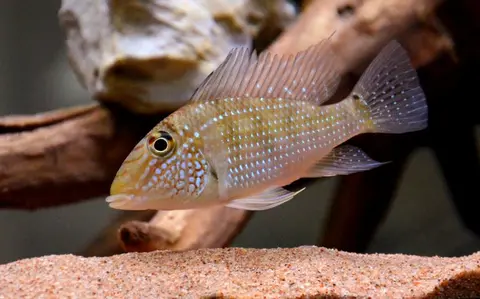 Satanoperca leucosticta