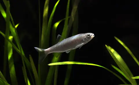 Barilius bendelisis