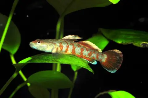 Rhinogobius zhoui