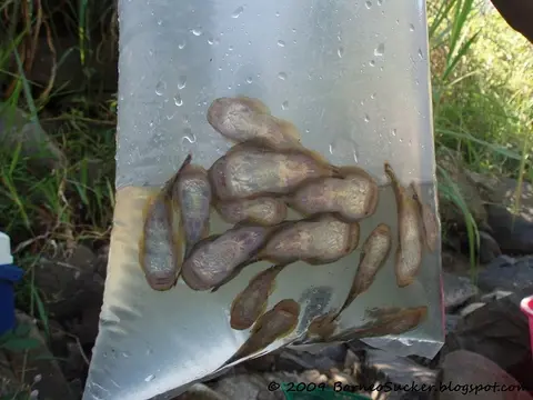 Gastromyzon aeroides