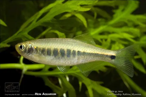 Danio sp. 'TW01'
