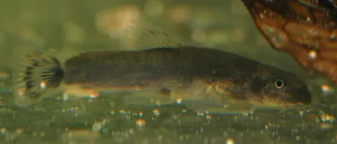 Gastromyzon extrorsus