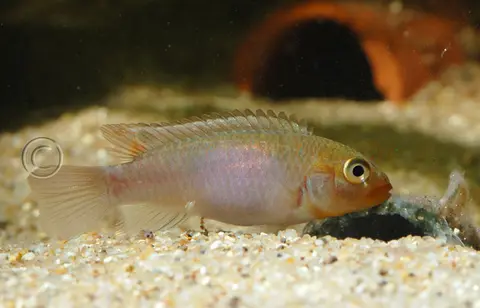 Congochromis sabinae