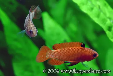Dario dayingensis