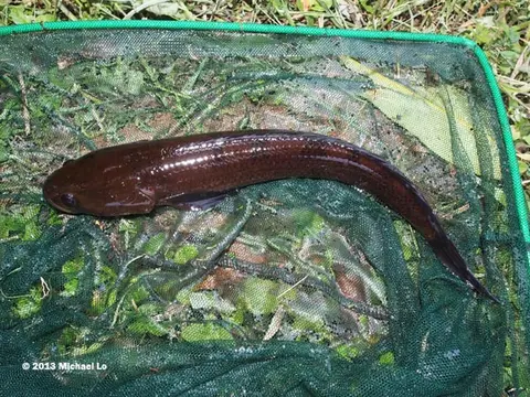 Channa baramensis