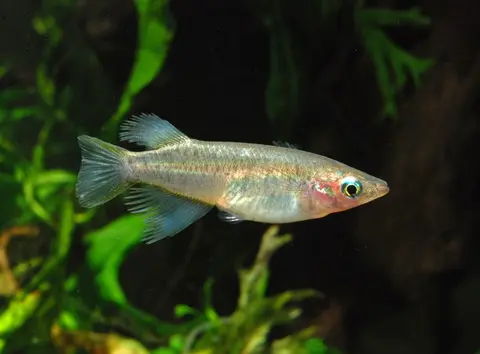 Oryzias eversi