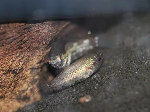 Parasphaerichthys lineatus