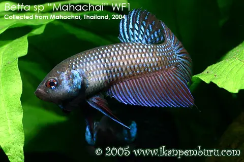 Betta mahachaiensis