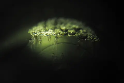 纳氏副斗鱼