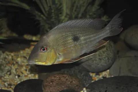 Geophagus abalios