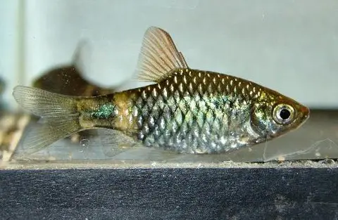 Pethia erythromycter