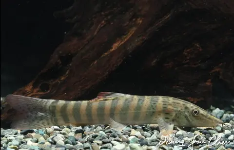 缅甸沙鳅