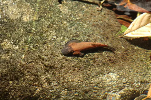 美腹腹吸鳅