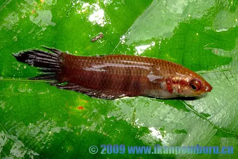 Betta mandor
