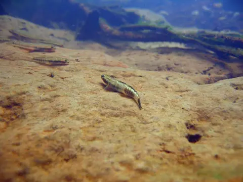 Stiphodon pelewensis