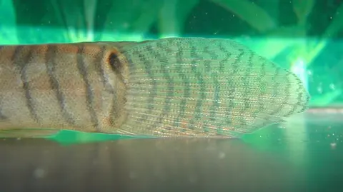 Acanthocobitis pavonacea