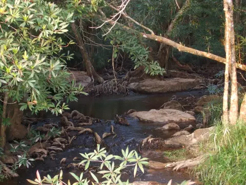 Devario acrostomus