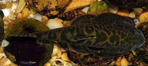 Sewellia elongata