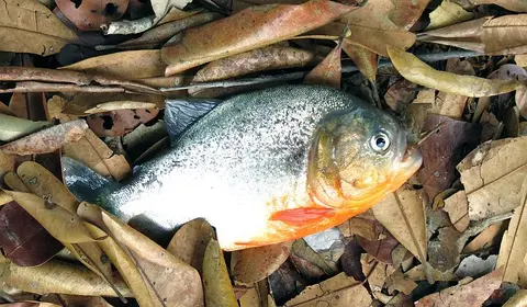 Pygocentrus cariba