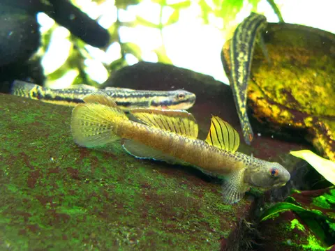 Stiphodon maculidorsalis