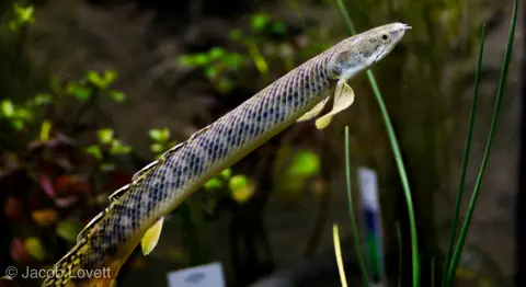 Polypterus palmas palmas