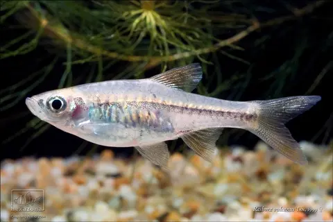 Rasbora vulcanus