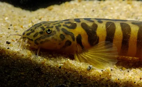 Schistura sp. 4