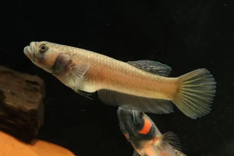大口抟鱼