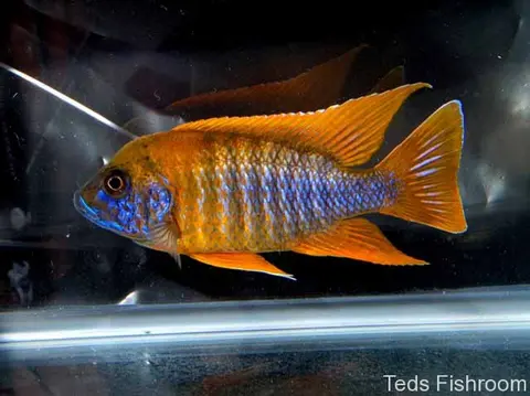 Aulonocara baenschi
