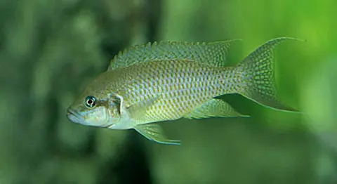 Neolamprologus olivaceous