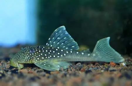 Hemiancistrus sp.