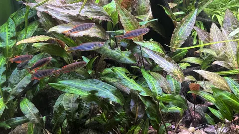 Danio kyathit